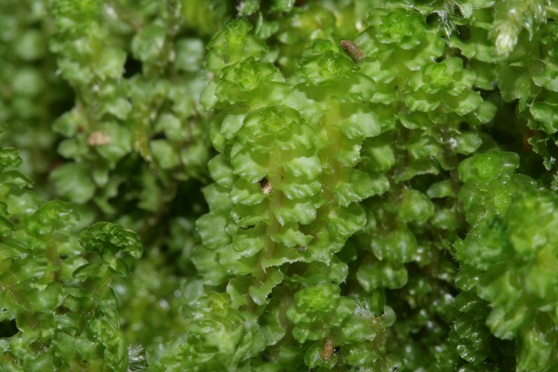 Tritomaria quinquedentata