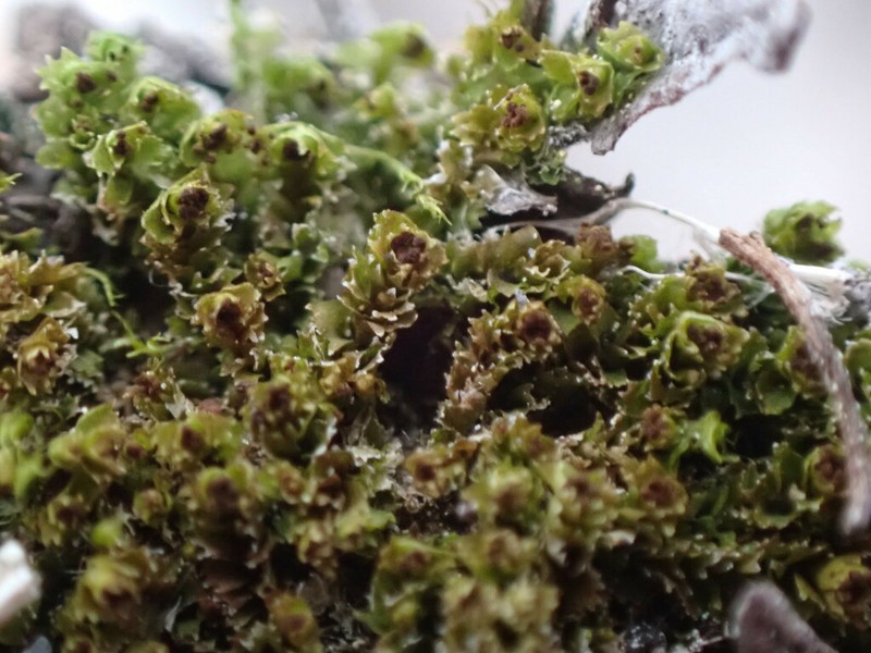 Tritomaria scitula