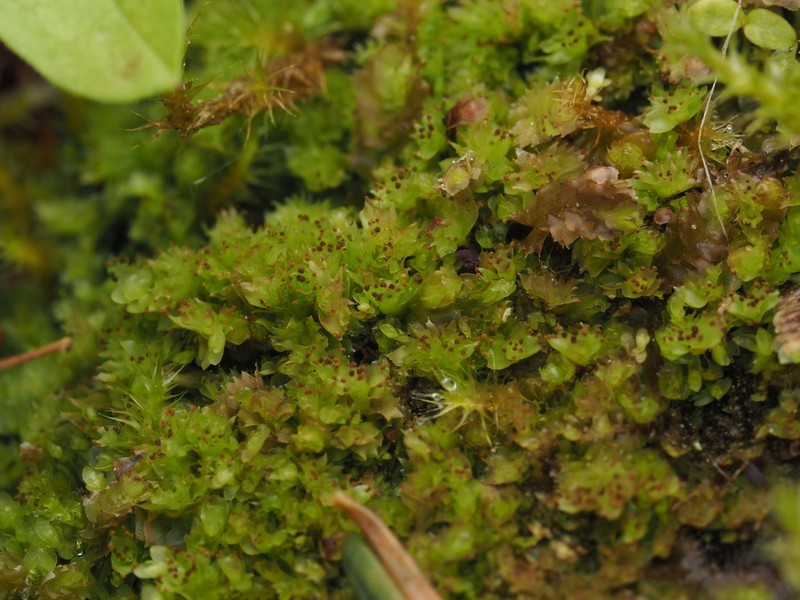 Tritomaria scitula photo 2