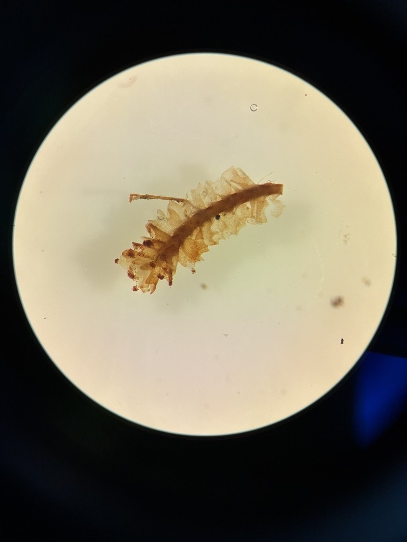 Tritomaria scitula photo 3