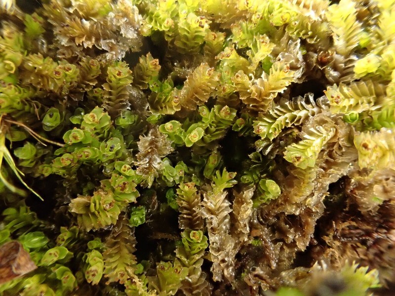 Tritomaria scitula photo 6