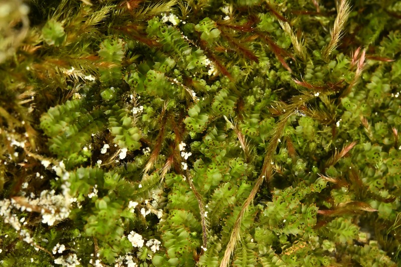 Tritomaria scitula photo 7