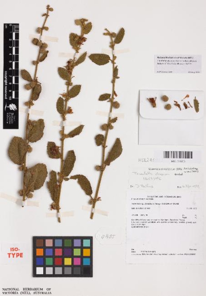 Triumfetta clivorum subsp. clivorum