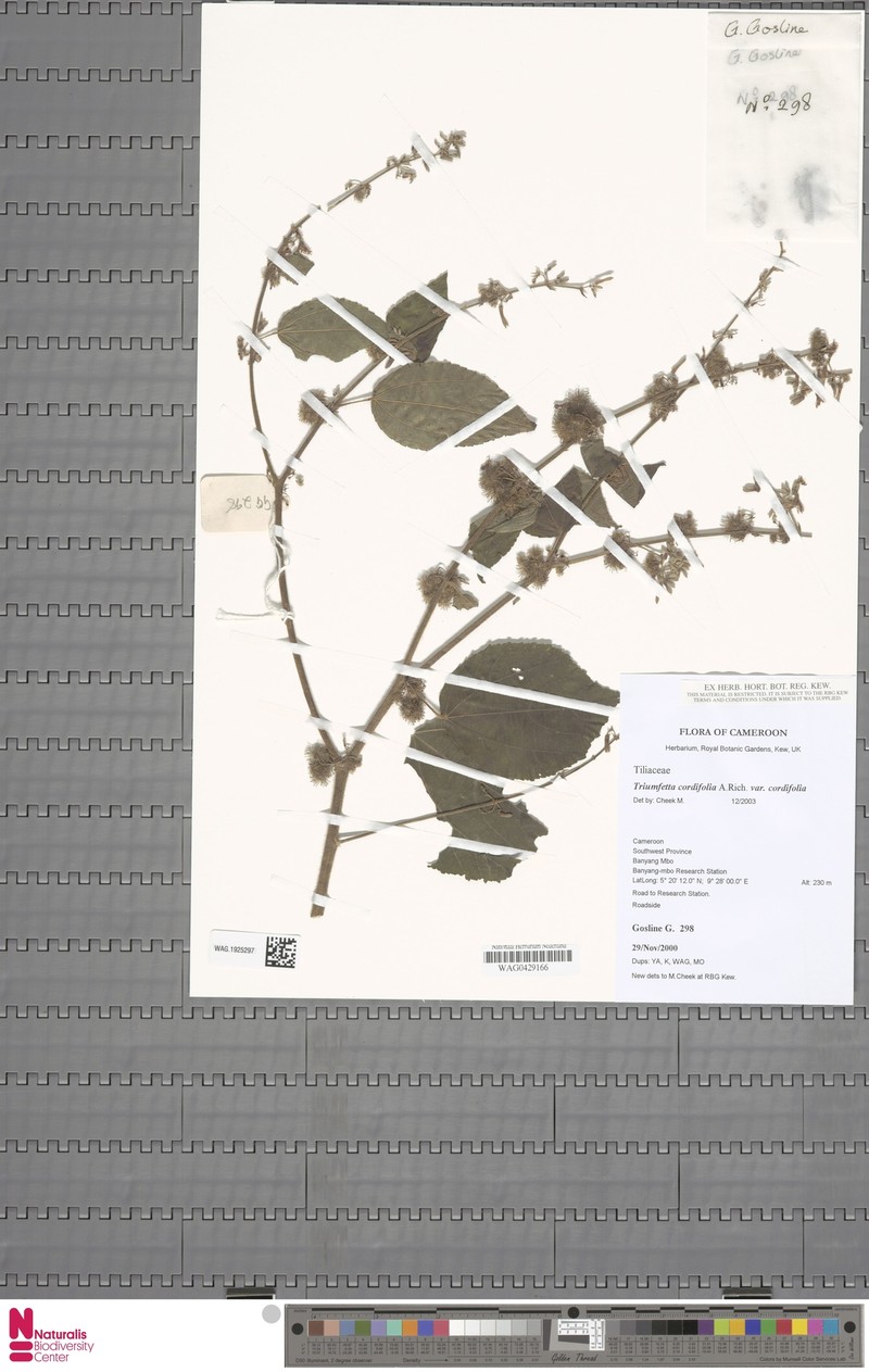 Triumfetta cordifolia var. cordifolia