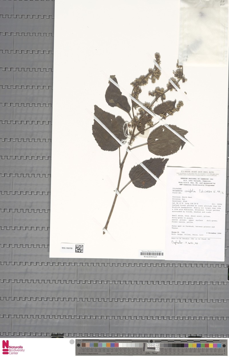 Triumfetta cordifolia var. cordifolia photo 2
