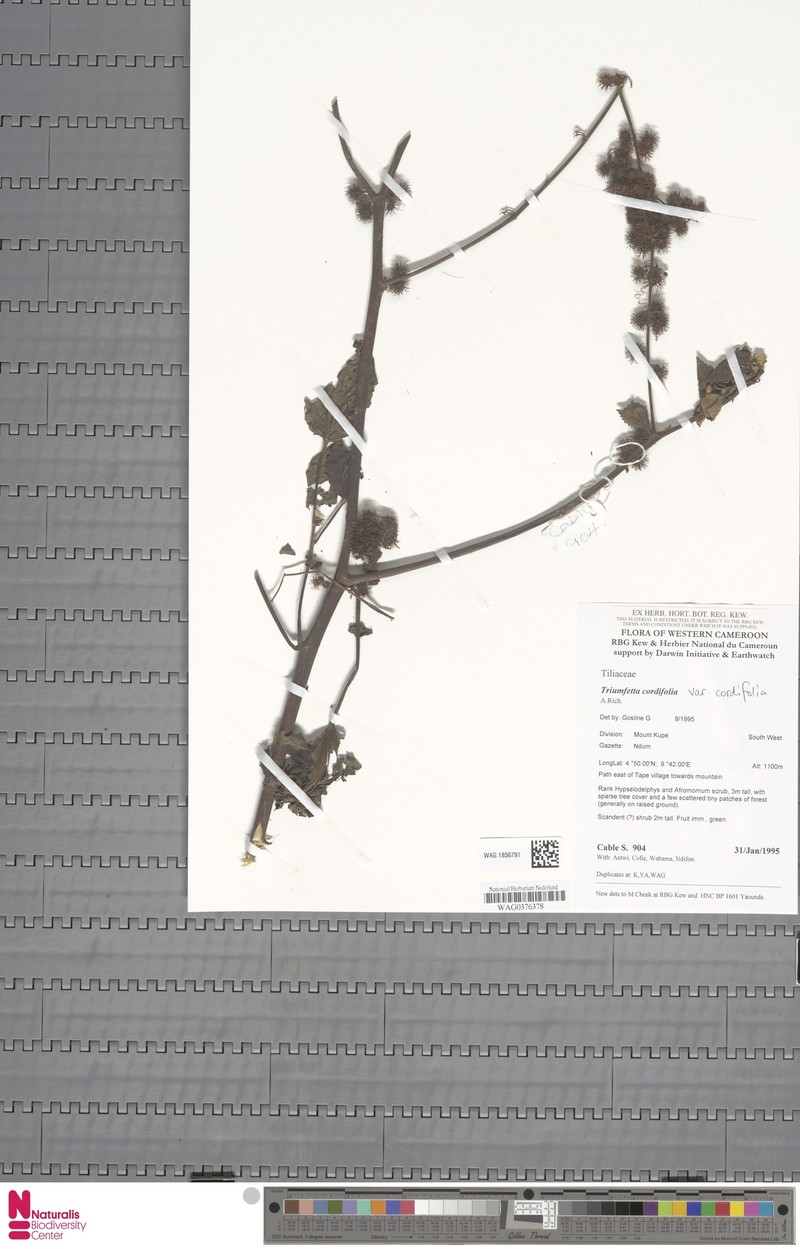 Triumfetta cordifolia var. cordifolia photo 3