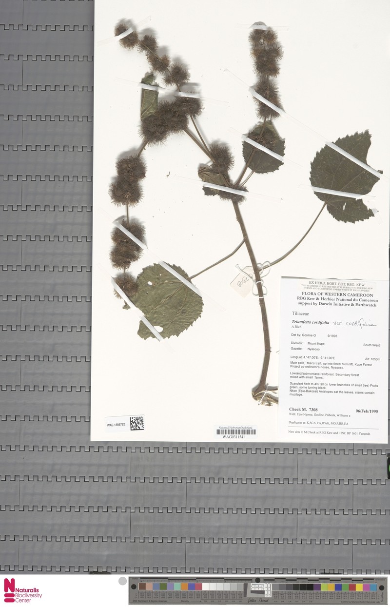 Triumfetta cordifolia var. cordifolia photo 4