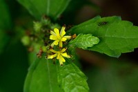 Fivestamen Burbark