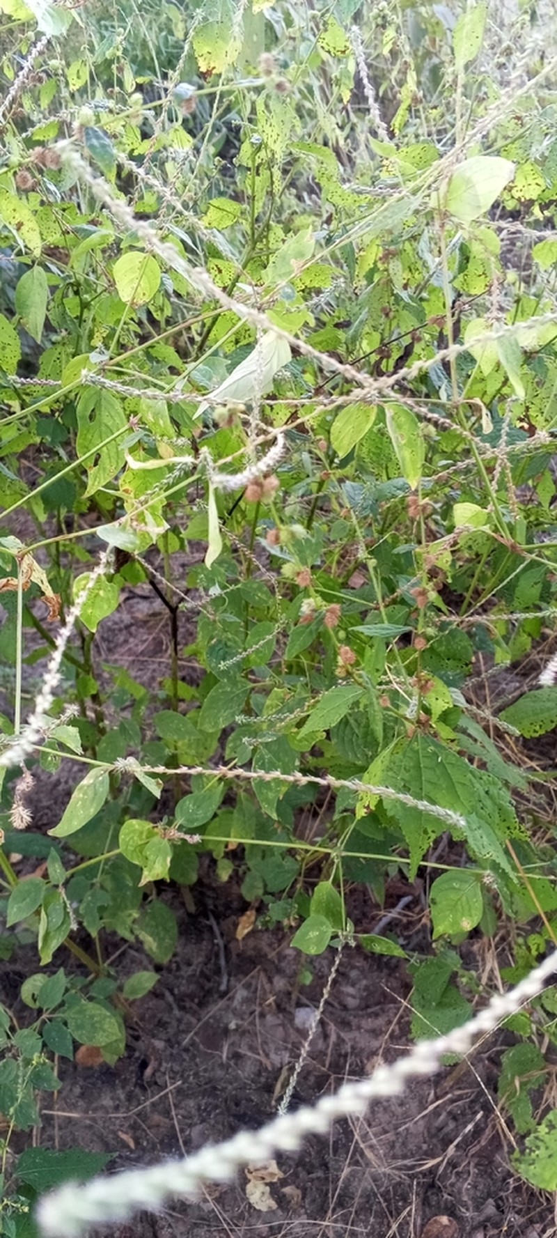 Fivestamen Burbark photo 2