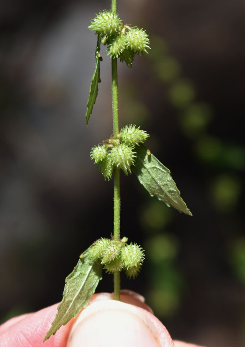 Fivestamen Burbark photo 3