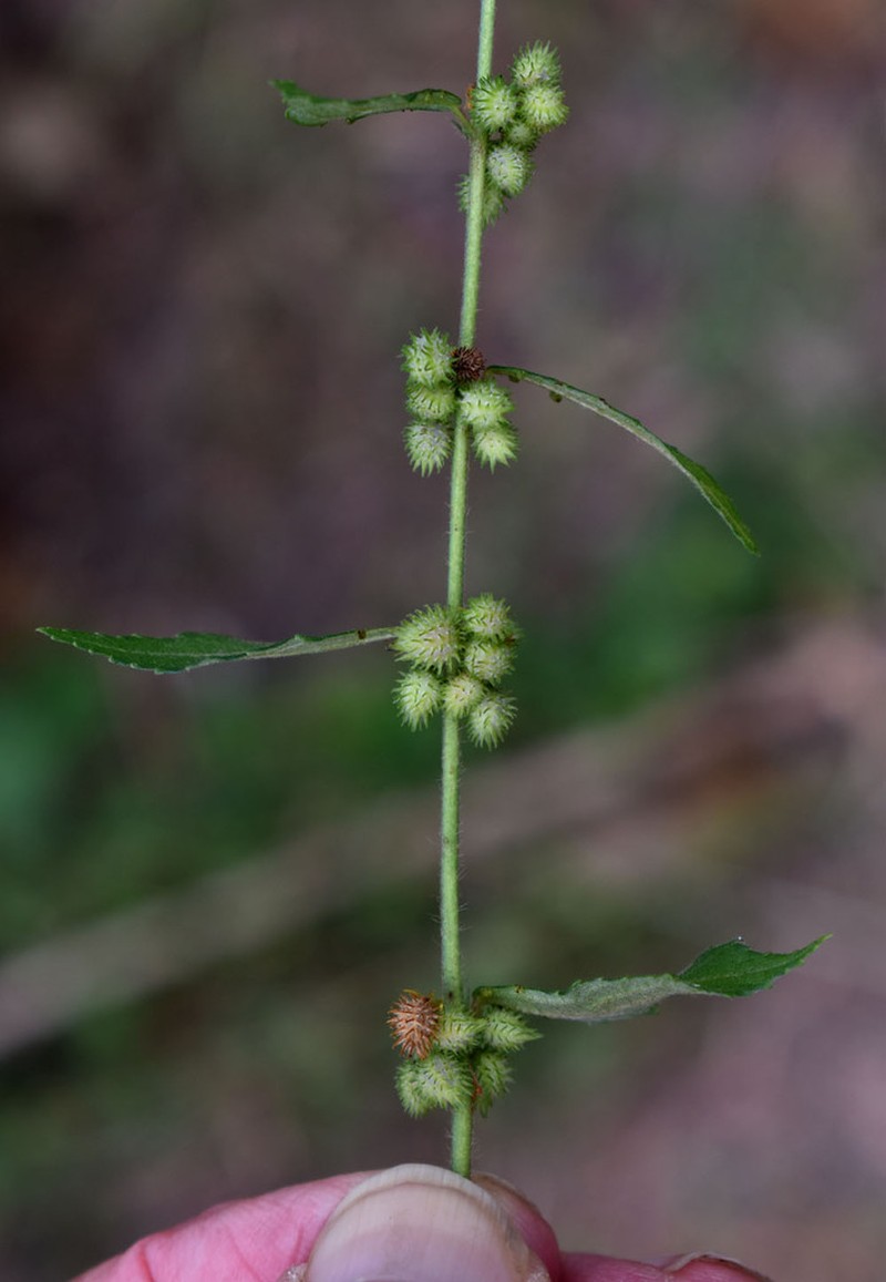 Fivestamen Burbark photo 4