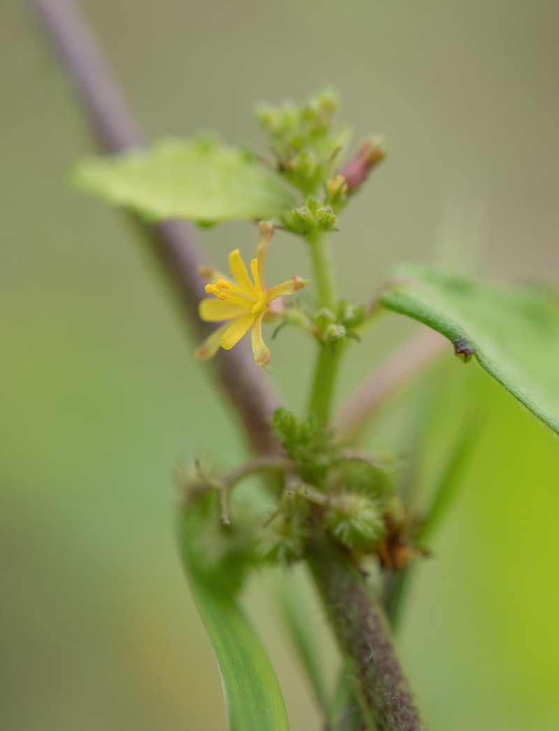 Fivestamen Burbark photo 5