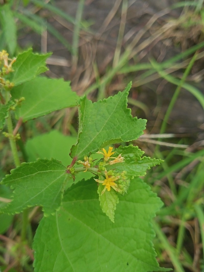 Fivestamen Burbark photo 6