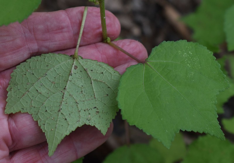 Fivestamen Burbark photo 7