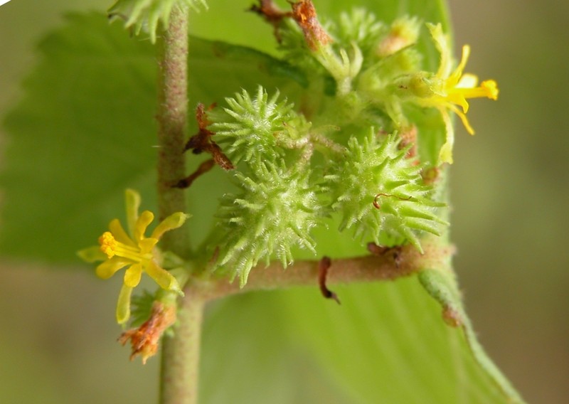 Fivestamen Burbark photo 8