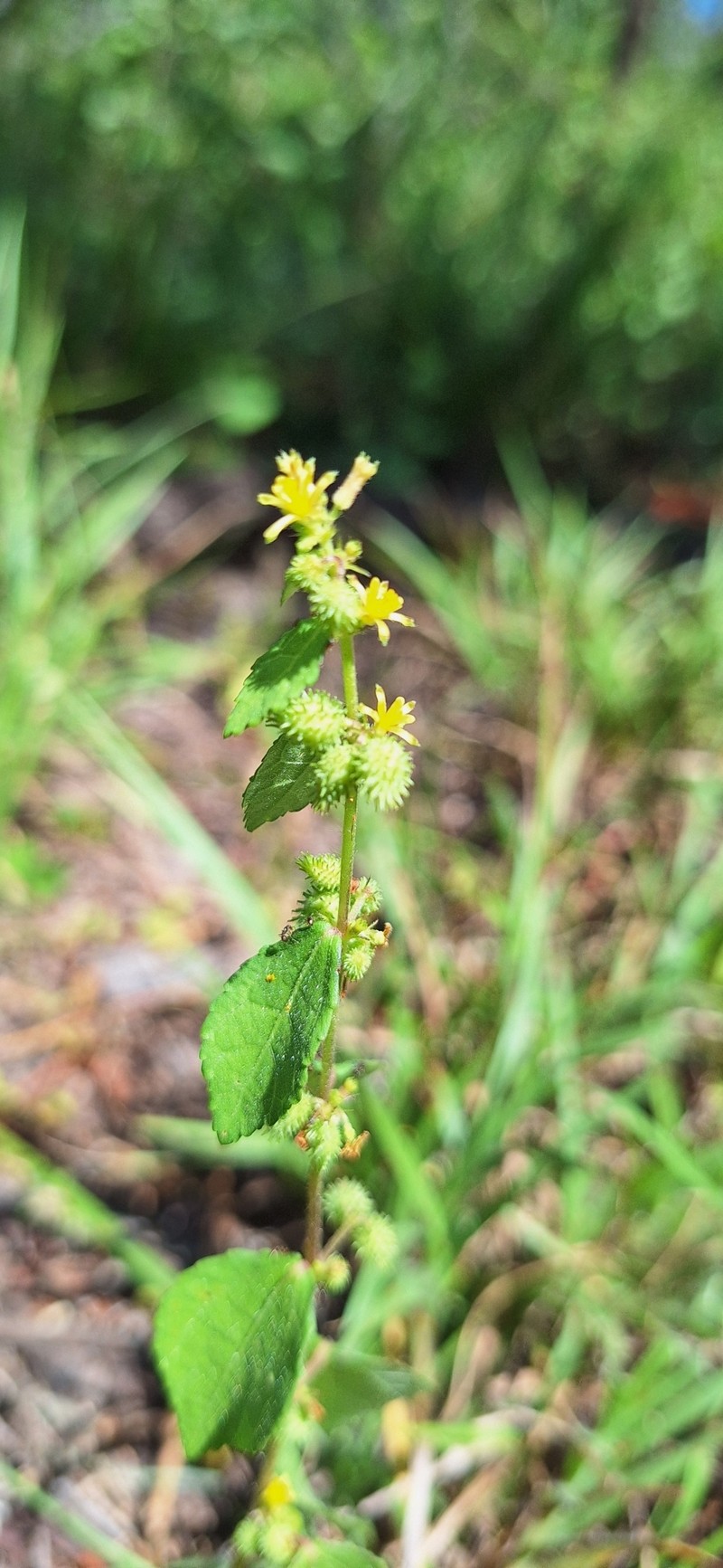 Triumfetta pentandra var. pentandra