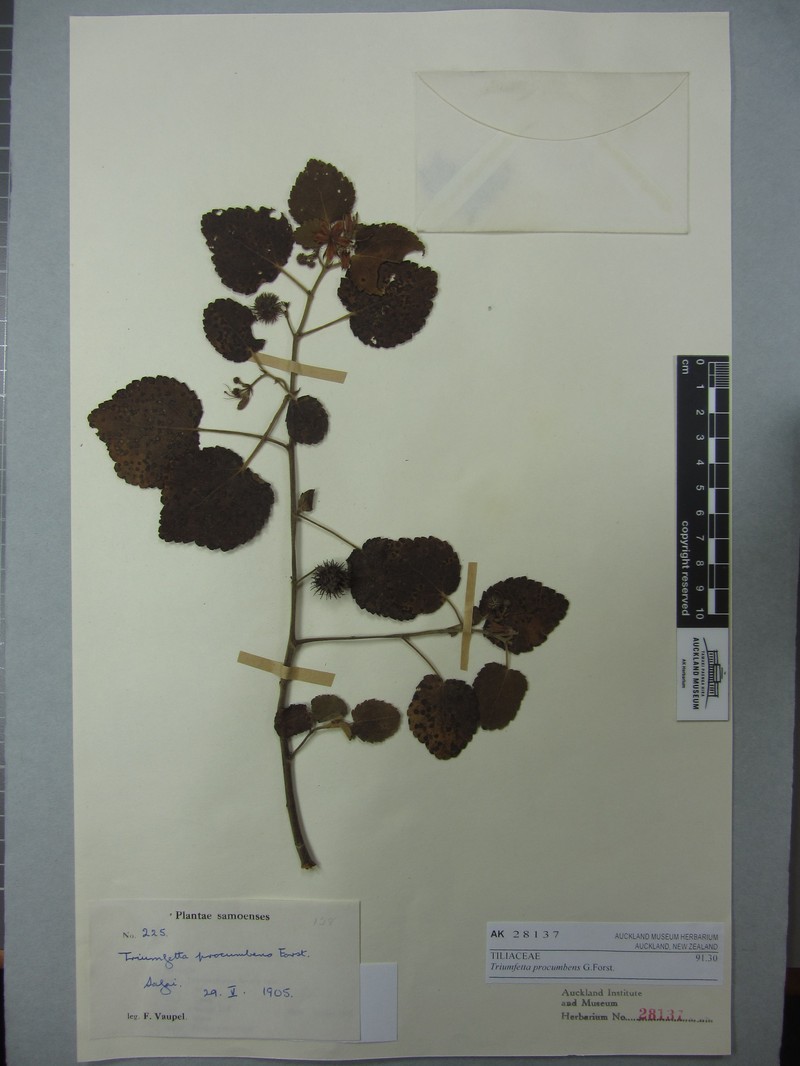 Triumfetta procumbens photo 2