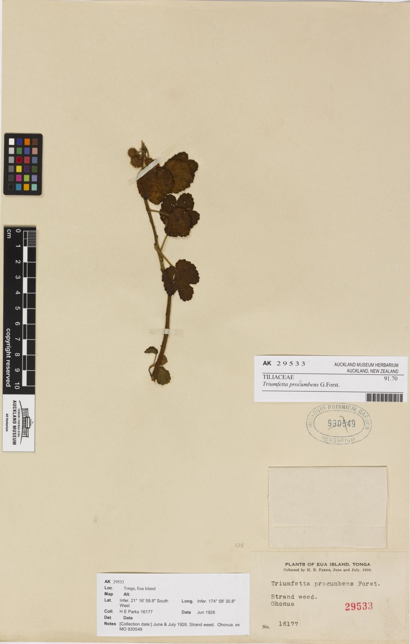 Triumfetta procumbens photo 4