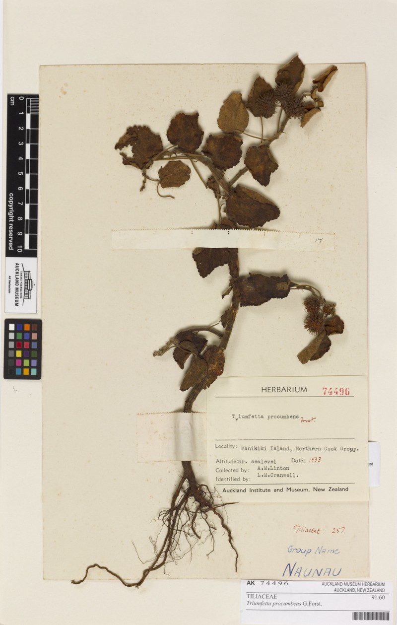 Triumfetta procumbens photo 5