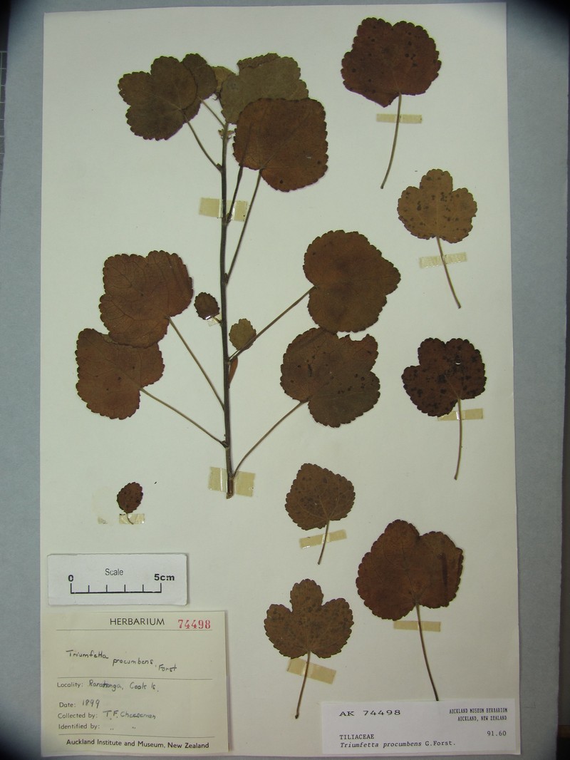 Triumfetta procumbens photo 6