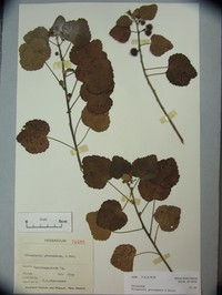 Triumfetta procumbens
