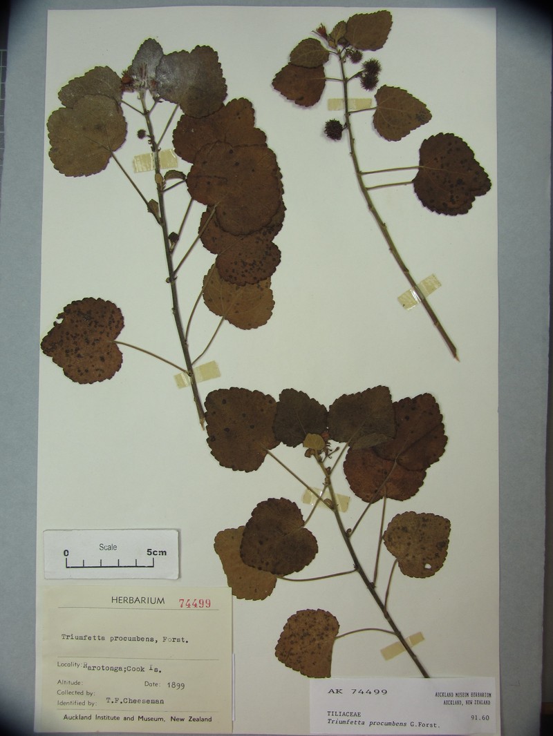 Triumfetta procumbens
