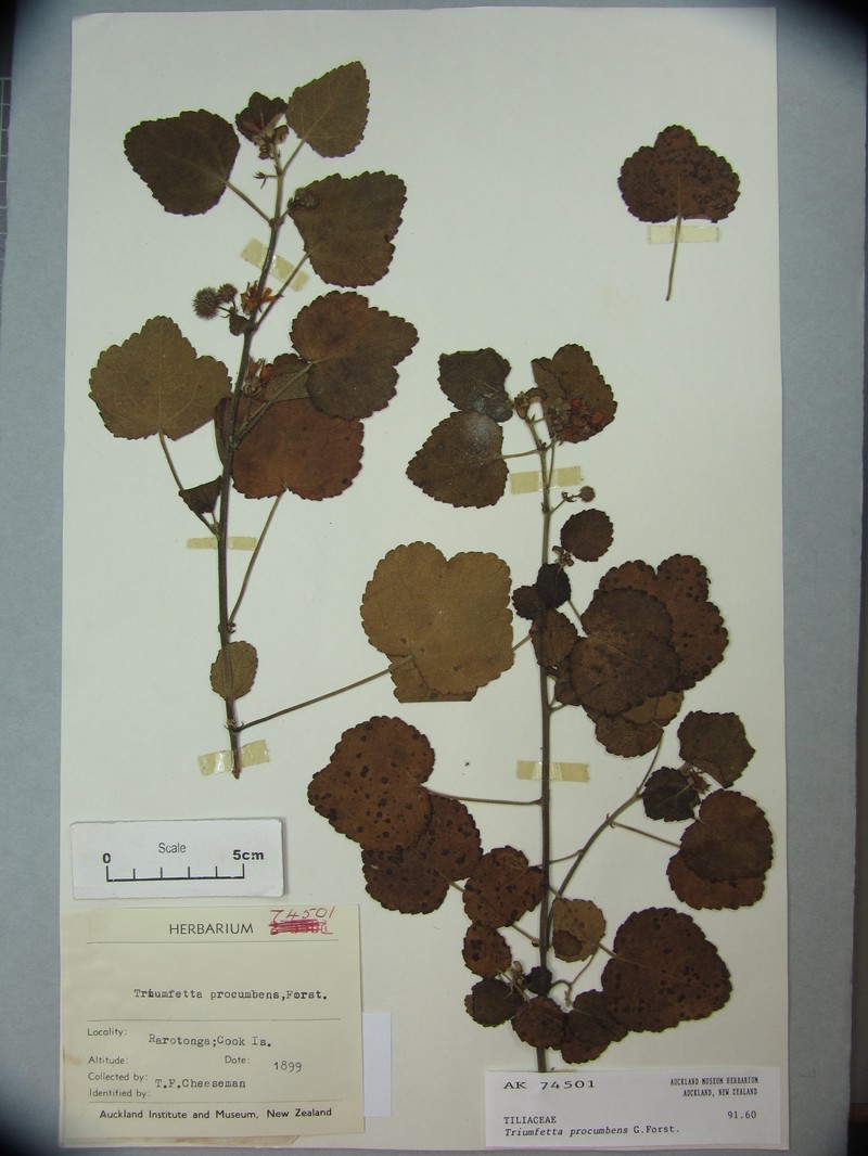 Triumfetta procumbens photo 7