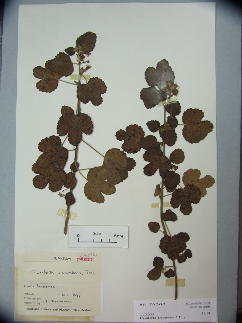 Triumfetta procumbens photo 8