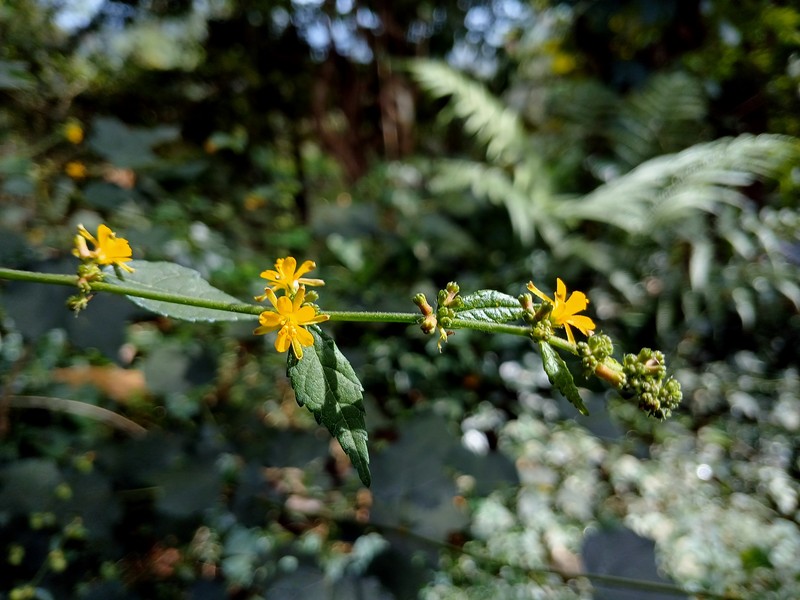 Diamond Burbark photo 5