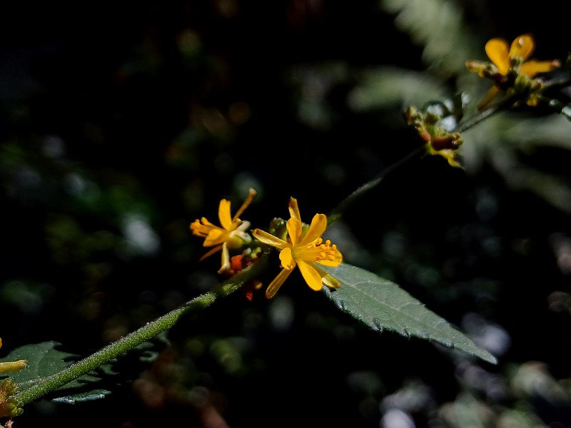 Diamond Burbark photo 6