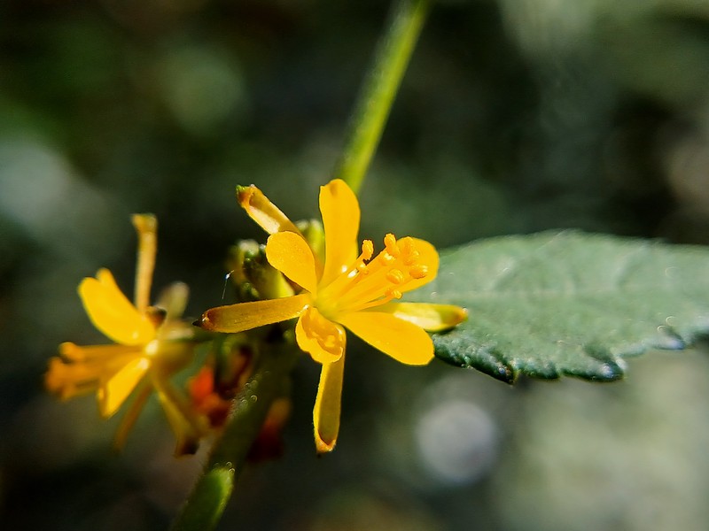 Diamond Burbark photo 7
