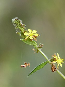 Diamond Burbark
