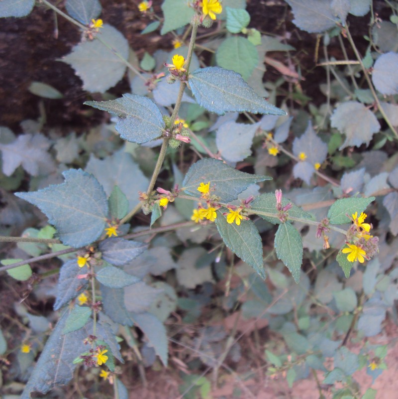 Diamond Burbark photo 3
