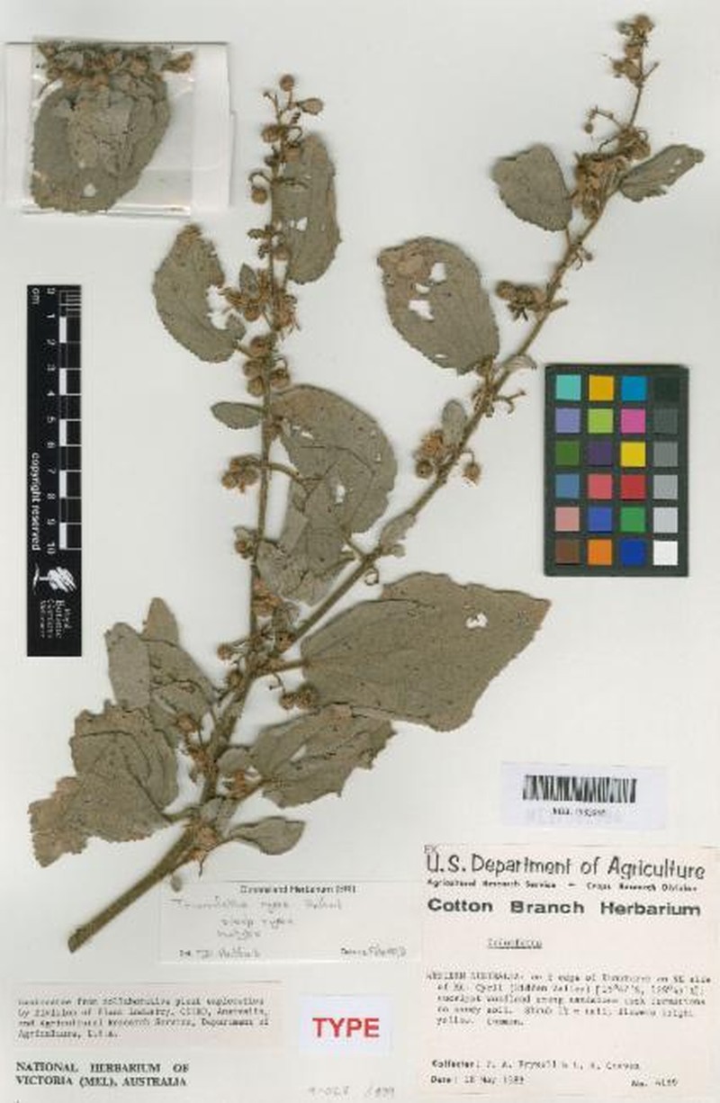 Triumfetta ryeae subsp. ryeae