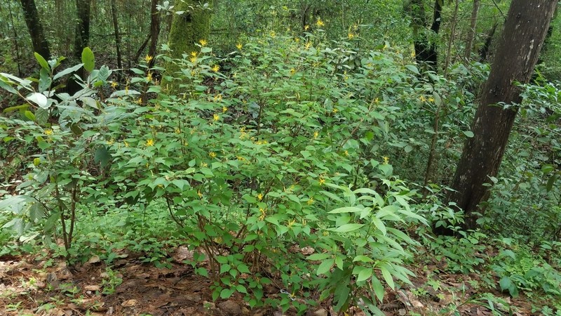 Sacramento Burbark