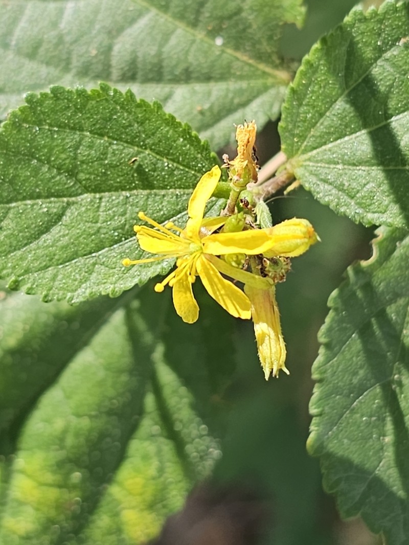 Sacramento Burbark photo 2
