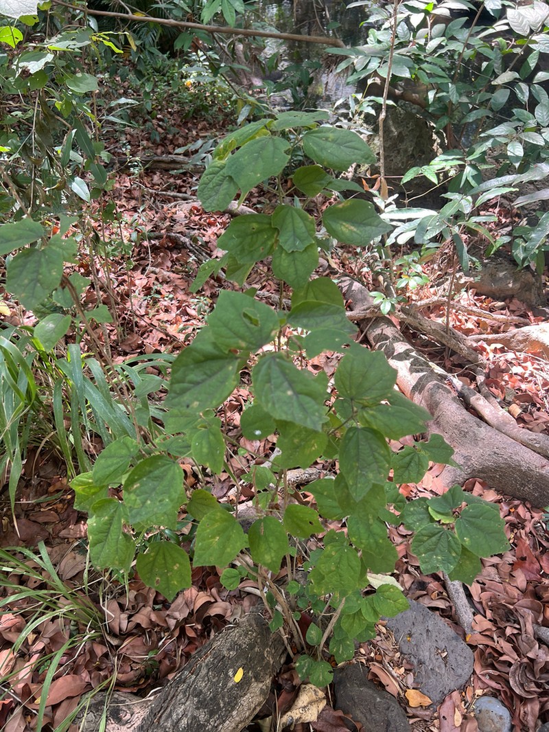 Sacramento Burbark photo 3