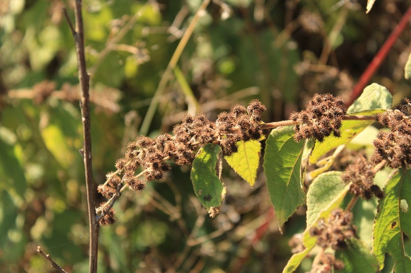 Sacramento Burbark photo 4