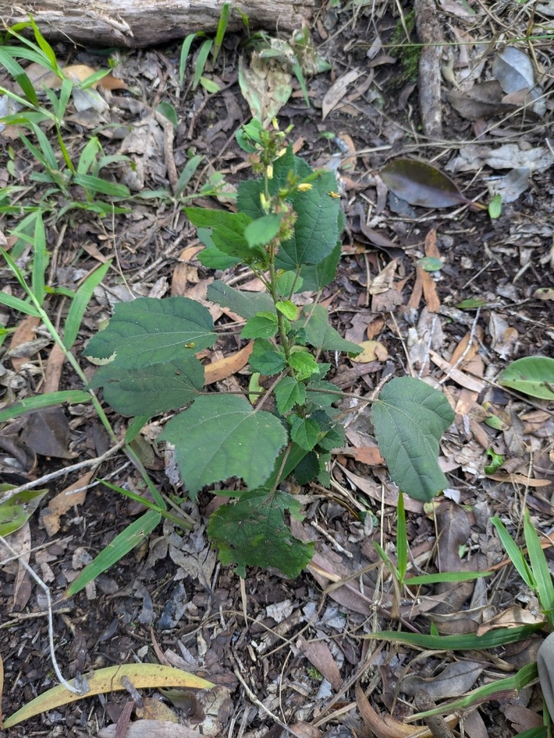 Sacramento Burbark photo 5