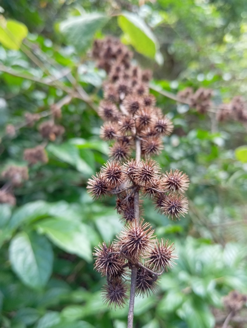 Sacramento Burbark photo 6