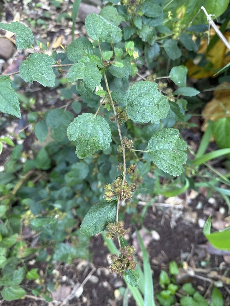 Sacramento Burbark photo 8