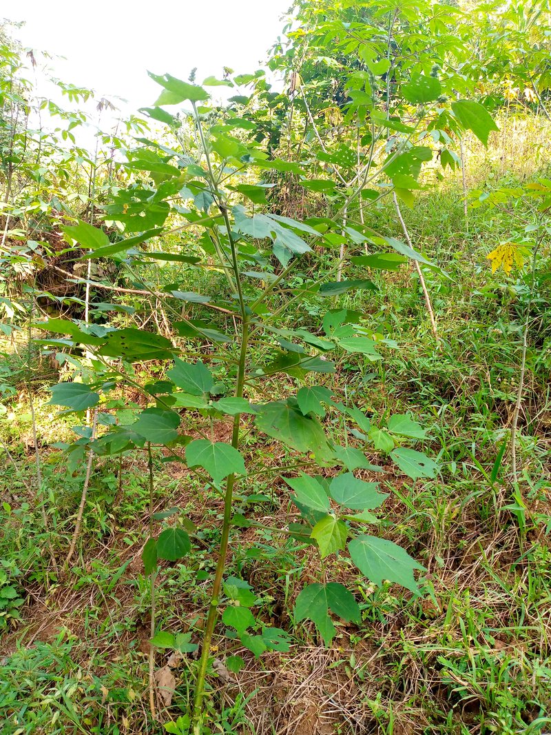 Tomentose Burbark
