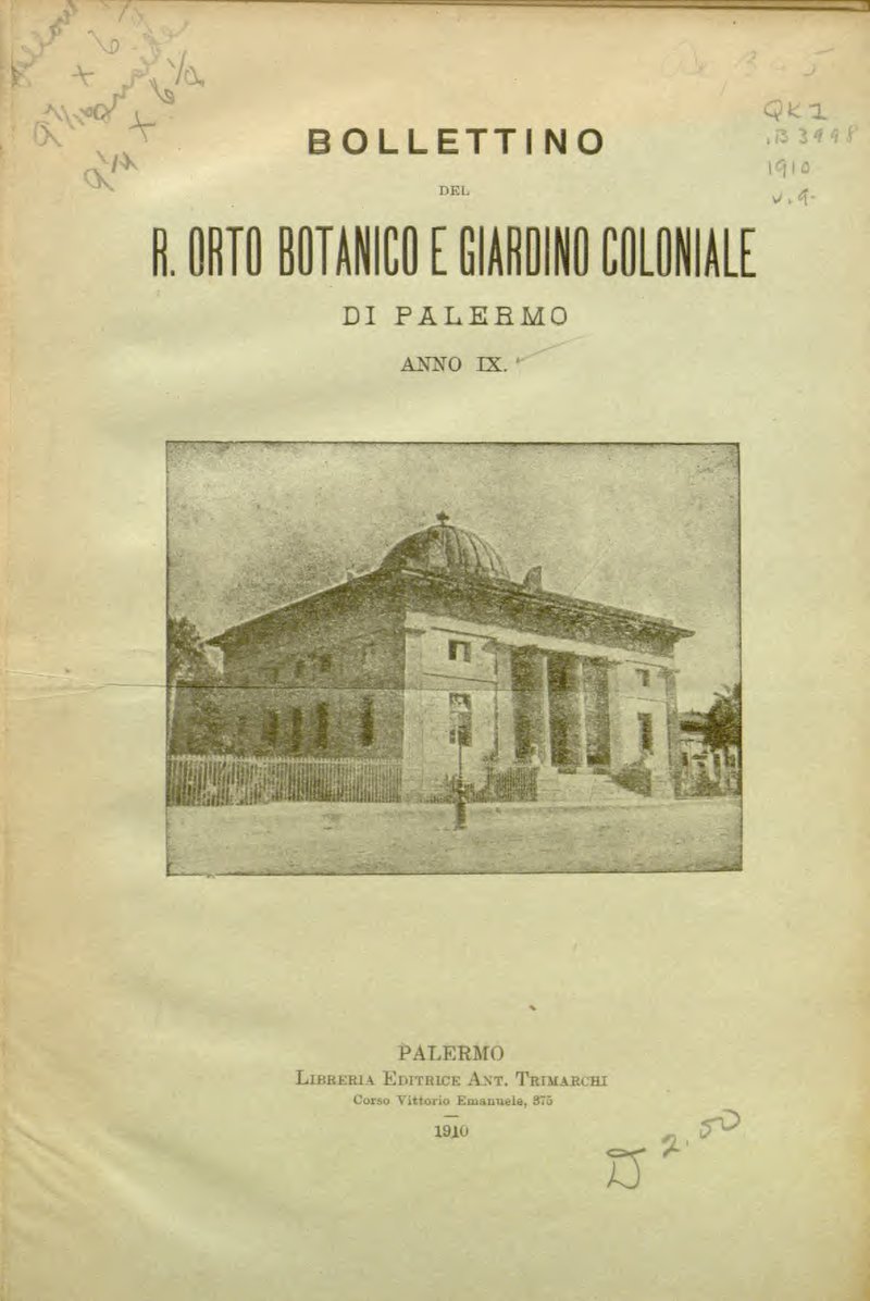 Triumfetta velutina