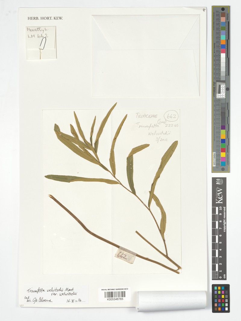 Triumfetta welwitschii var. welwitschii photo 2