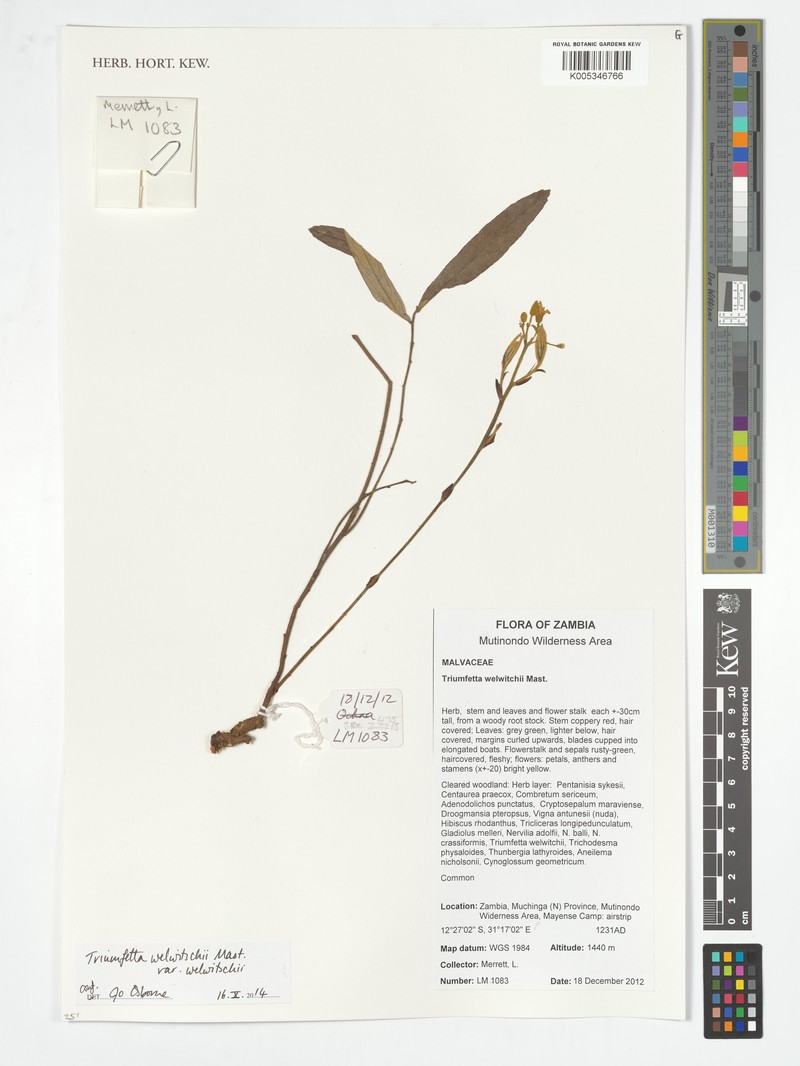 Triumfetta welwitschii var. welwitschii photo 4