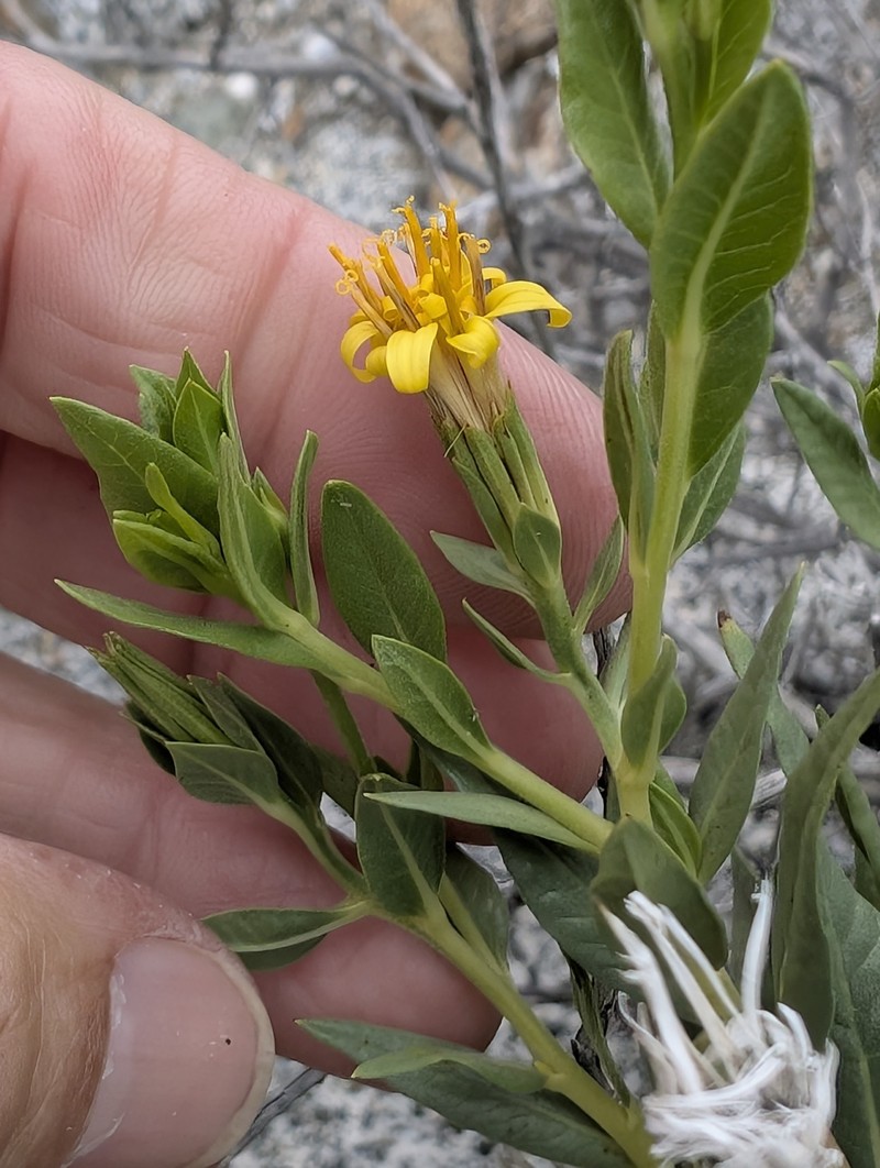Trixis californica var. californica