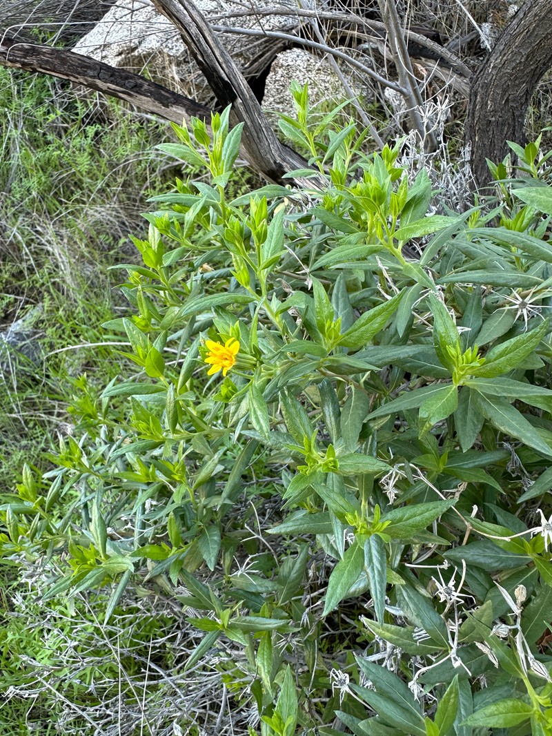 Trixis californica var. californica photo 2