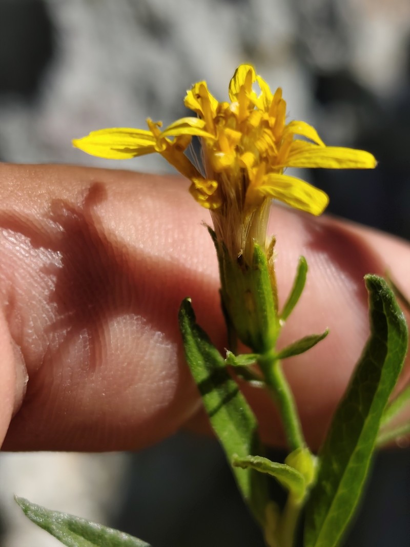 Trixis californica var. californica photo 3