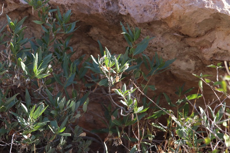 Trixis californica var. californica photo 4