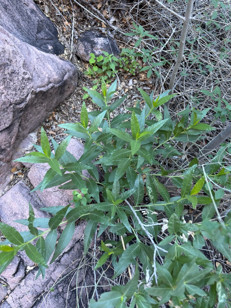 Trixis californica var. californica photo 5